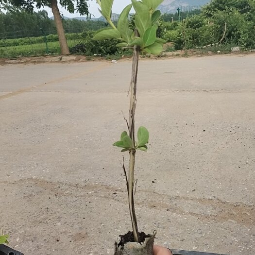 平邑县百花一号金银花苗  金银花苗，北花一号营养杯苗，成活率高。