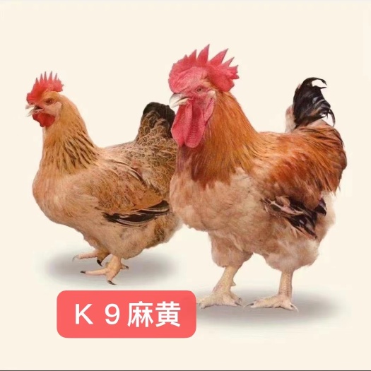 南宁大种麻黄K9鸡苗  灰羽K901  大象腿大肥腰