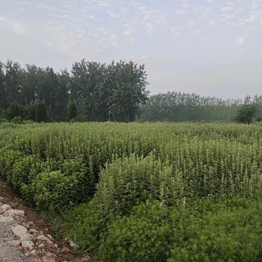 长丰县卖艾草