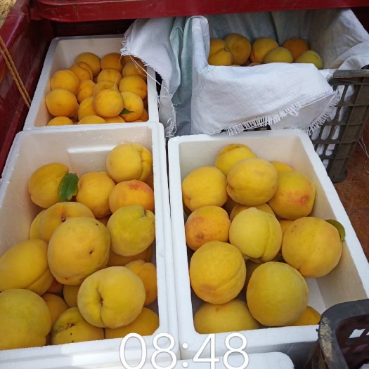 秀山锦绣黄桃