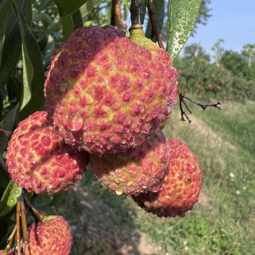 屏边县无核荔枝