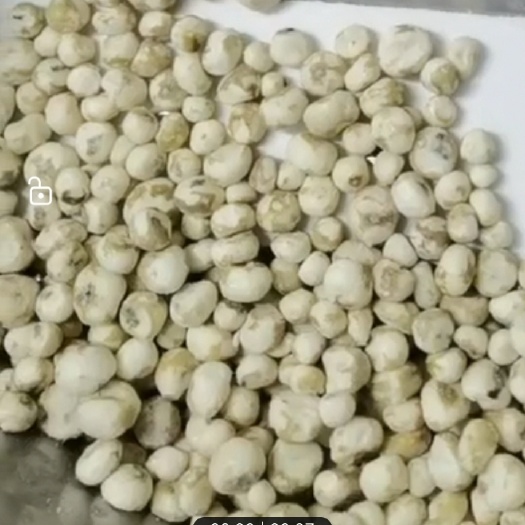 广州-18度速冻包邮珍珠马蹄炒菜荸荠小马蹄椰子鸡火锅