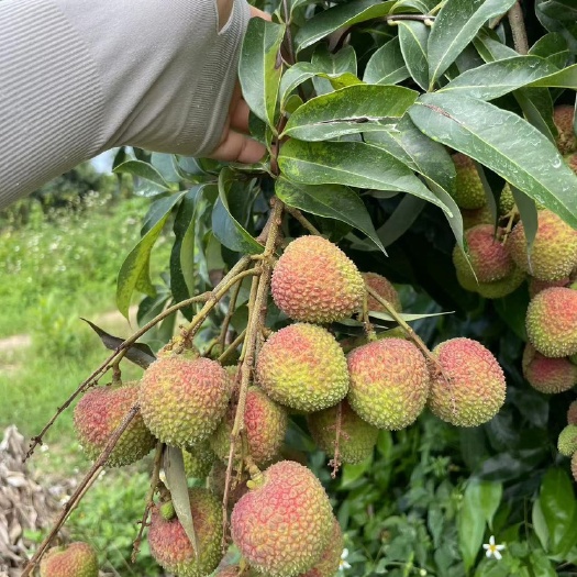廉江市妃子笑荔枝