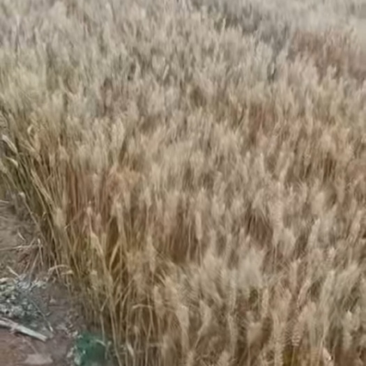 马上割的新鲜小麦，一点农药没有打，