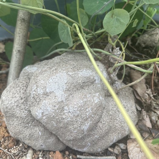 云县山乌龟 地不容 金线吊乌龟 山乌龟整个 山乌龟片 云南山乌龟