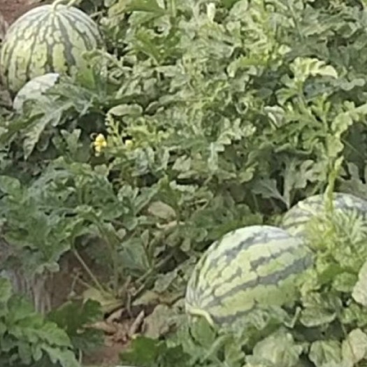 安乡县大棚基地直销头茬现采精品美都无籽～壹捌叁～㭍叁陆伍～柒柒捌捌