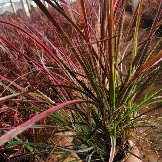 青州市紫叶狼尾草种植户狼尾草批发