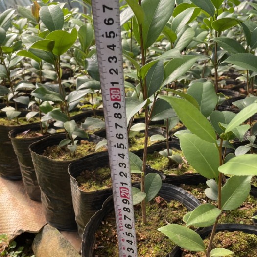 楚雄市红山茶系列杯苗，价格便宜