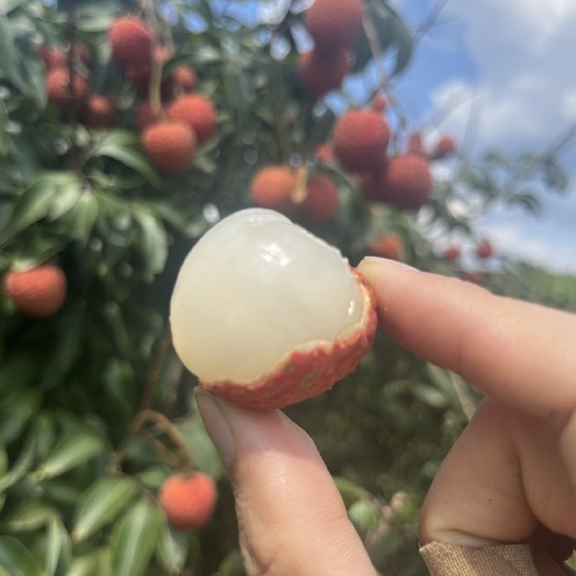 灵山县灵山新鲜荔枝白糖罂产地直发一件代发非海南广东顺丰包邮
