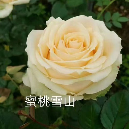 昆明基地直供香槟色【蜜桃雪山】玫瑰苗鲜切花种苗大花品种四季开花