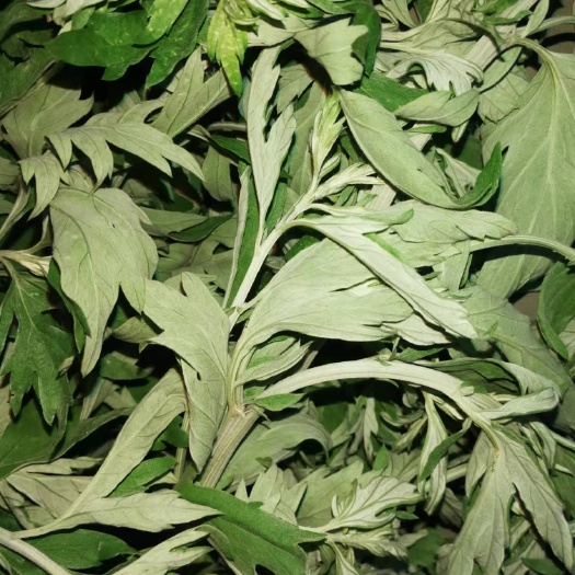 华阴市艾草，株高七十到一米，长势旺盛绿叶大，量大的老板联系