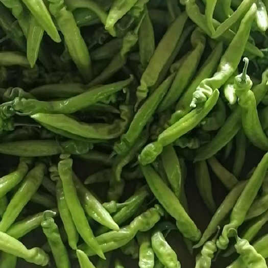乐亭县八月中旬尖椒大量上市，质量优越，肉厚耐运输，诚招销售商