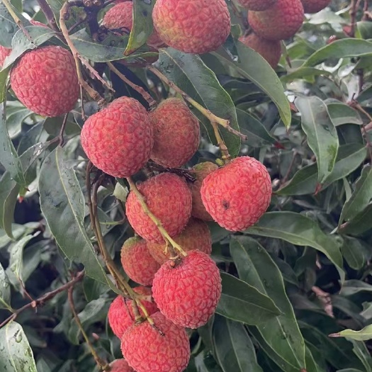 桂味、妃子笑、禾荔荔枝向全国各地都承接代办
