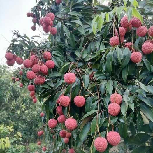 桂味荔枝