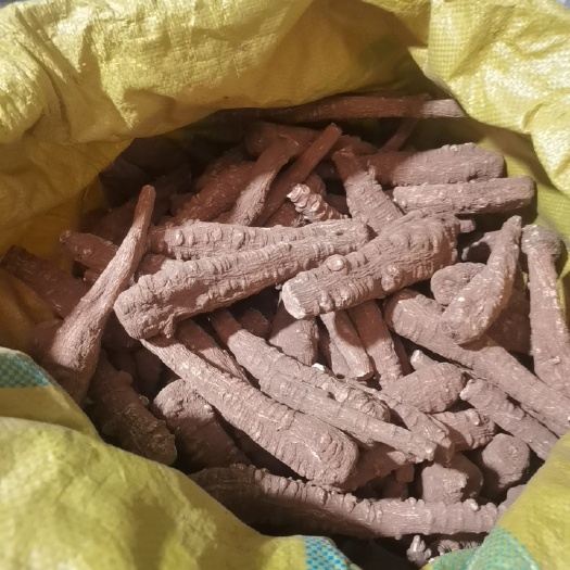 商丘四川白芷特大