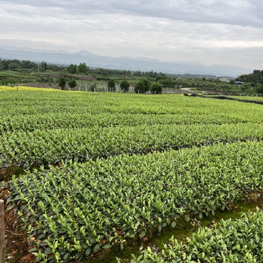 雅安四川雅安名山奶白茶树苗基地直供健康茁壮易存活