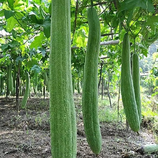 泉州丝瓜米田共种植法
