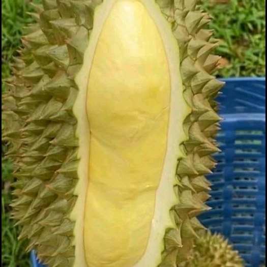 凭祥市金枕榴莲