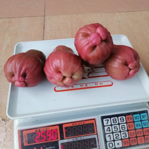 云霄县黑糖芭比莲雾，大叶红莲雾