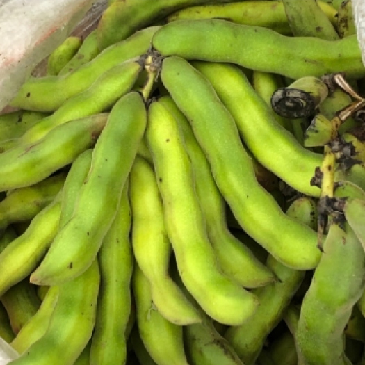 简阳市芸豆 狗爪豆 毛狗豆
