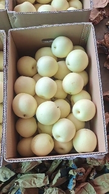 赵县皇冠梨