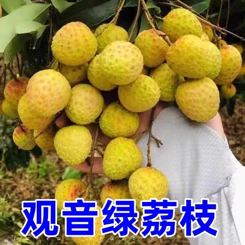 广东荔枝观音绿荔果送礼佳品，肉多饱满多汁，清甜可口