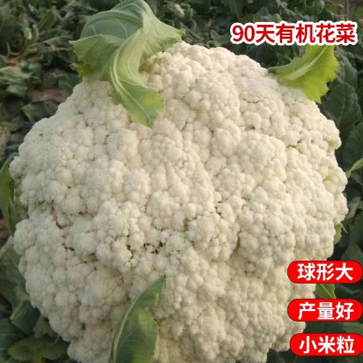 松花菜种子有机花菜种子，绿梗白面花菜种子，90天有机花菜花椰