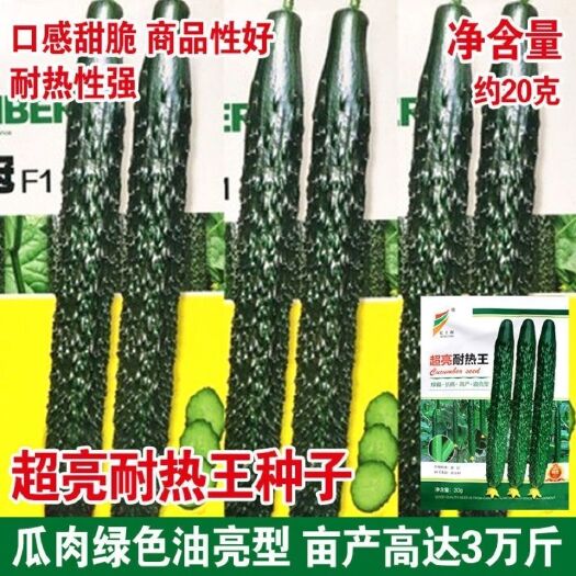 沭阳县超亮耐热王黄瓜种子绿瓤长黄瓜种籽春夏秋季耐热密刺大田早熟