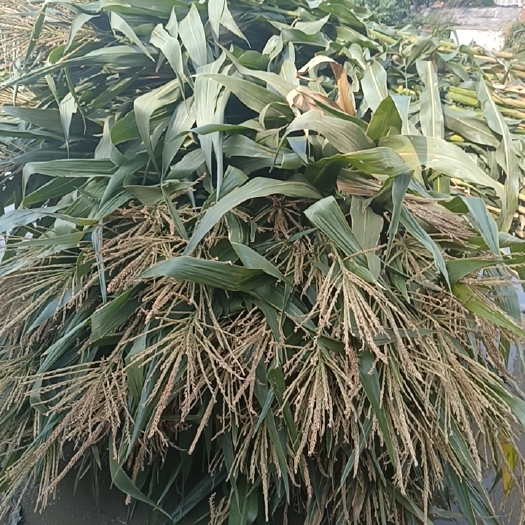 芜湖牛羊饲料
