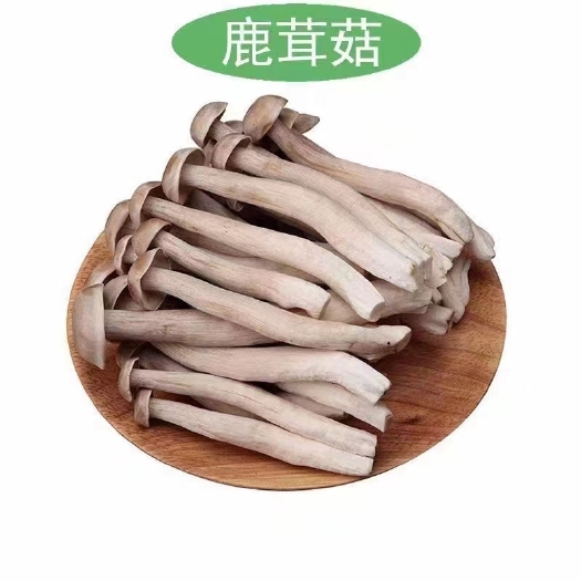 新鮮鹿茸菇批發(fā) 高品質(zhì)食用菌基地直供