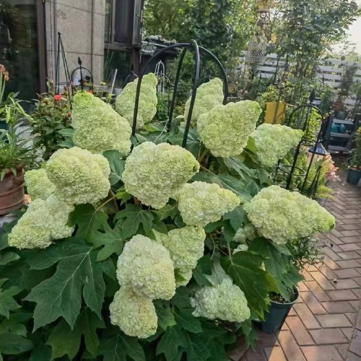 成都日本—栎叶和声绣球5加仑盆栽