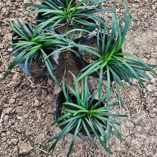 青州市日本矮麦冬价格玉龙草种植户批发销售