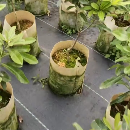 灵山县东魁杨梅苗