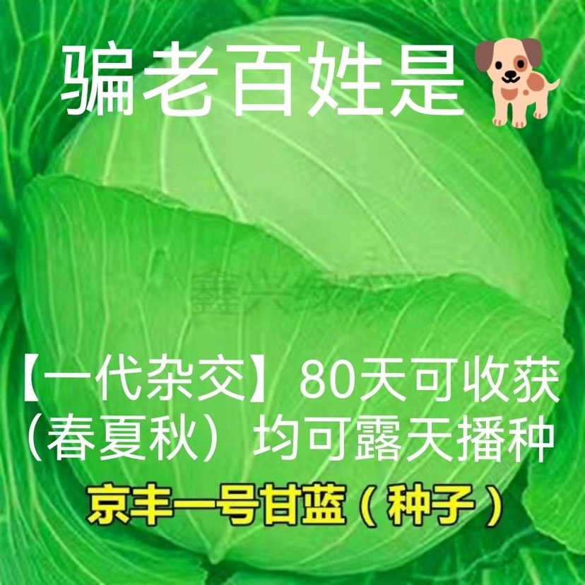 京丰一号甘蓝种子春秋季包心菜卷心菜农家菜园圆白菜蔬菜种子