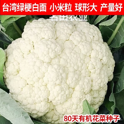 80天有机花菜种子，花椰菜种子绿梗白面球形大圆整