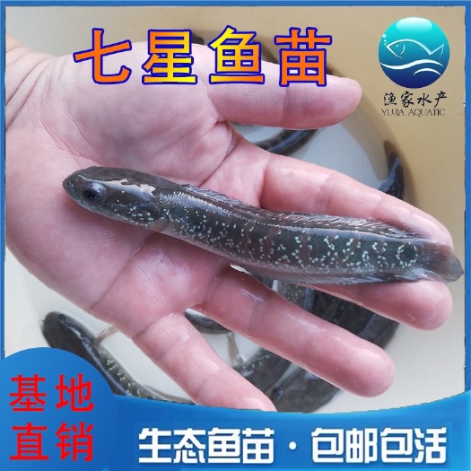 七星鱼苗 花星鱼苗 山斑鱼苗 基地直发 量大价优 可送货上门