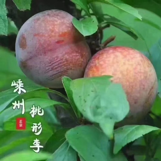 嵊州市经典脆甜嵊州桃形李礼盒装