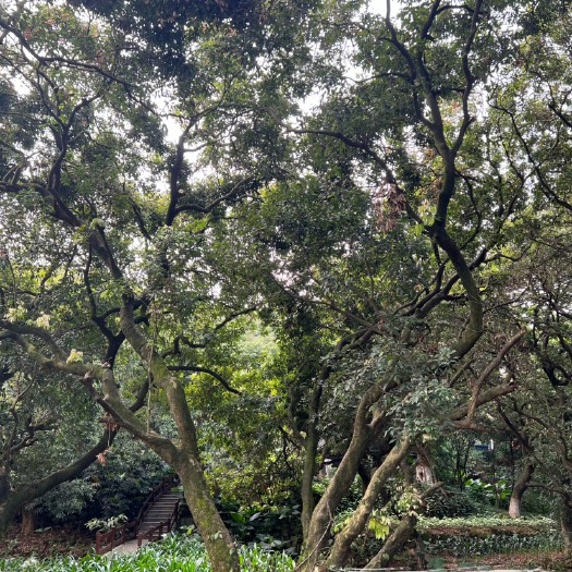 广州广东黄埔萝岗桂味/糯米糍