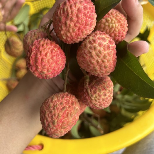 深圳正宗深圳南山糯米糍荔枝