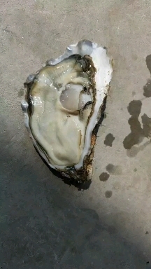 青岛冷水生蚝，三倍体，二倍体，货源充足，常年有货，规格齐全