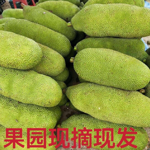 保亭县海南三亚菠萝蜜一整个热带新鲜水果超香甜现摘现发包邮