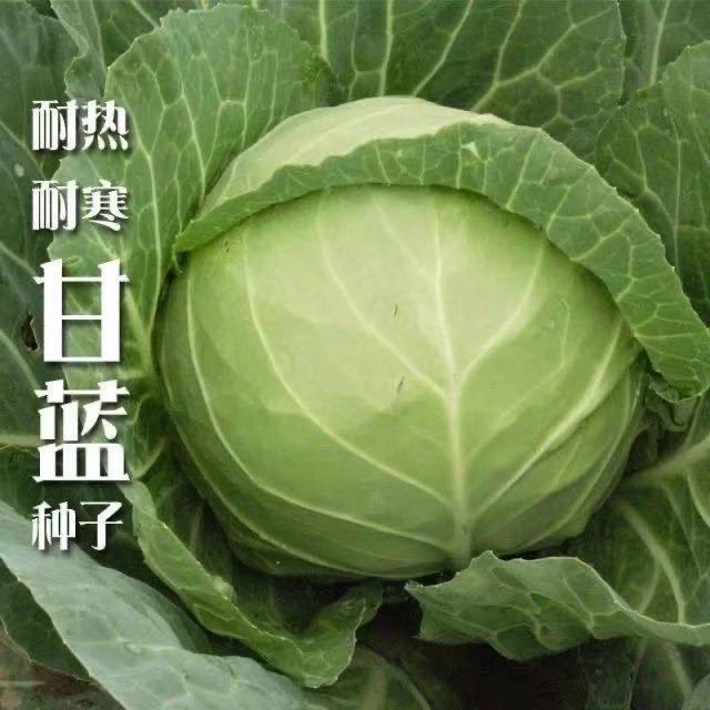 京丰一号甘蓝种子春秋季包心菜卷心菜农家菜园圆白菜蔬菜种子