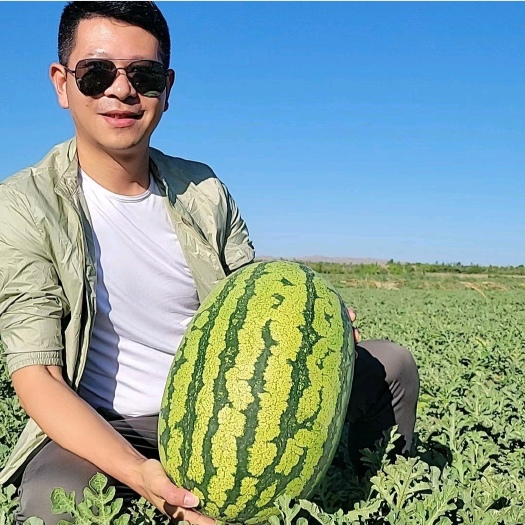 中卫宁夏西沙瓜，石头瓜万亩基地质量保证一手货源