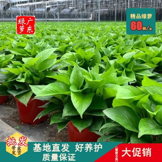 东莞市品质高脚红盆绿箩170规格，55到60株，根系茂密，大量上市