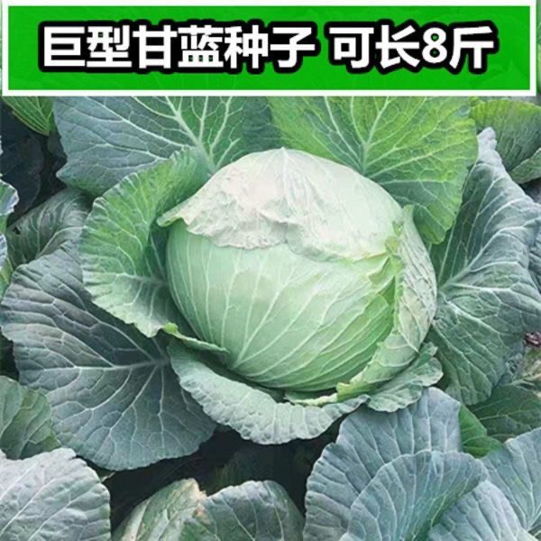 京丰一号甘蓝种子春秋季包心菜卷心菜农家菜园圆白菜蔬菜种子