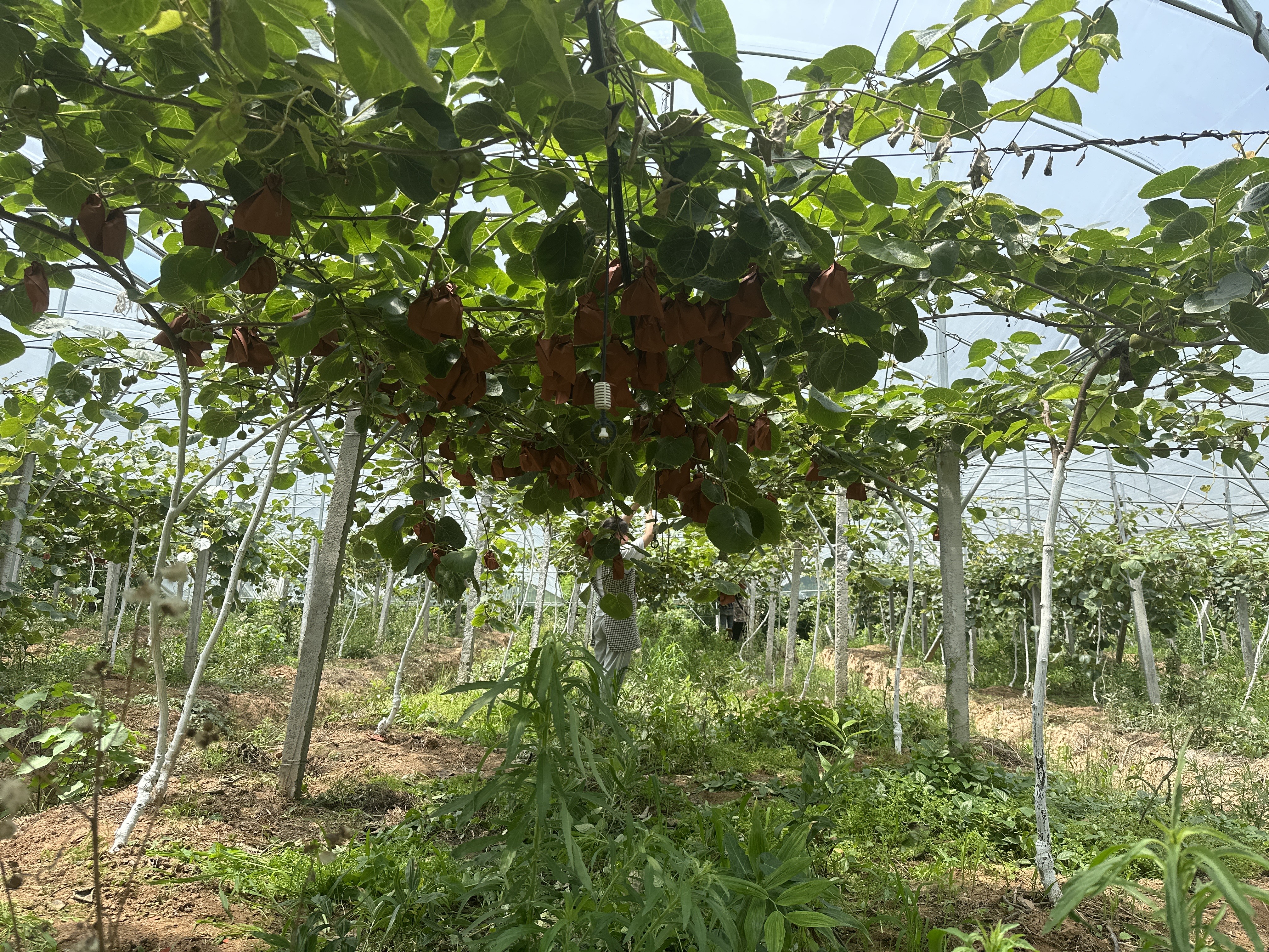 獼猴桃，紅心獼猴桃，紅陽(yáng)、東紅