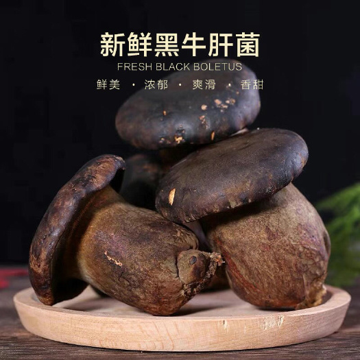 广州新鲜黑牛肝菌批发零售 当天直发！空运，物流！