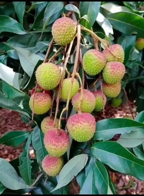 灵山县广西灵山妃子笑，场地优越，货源充足