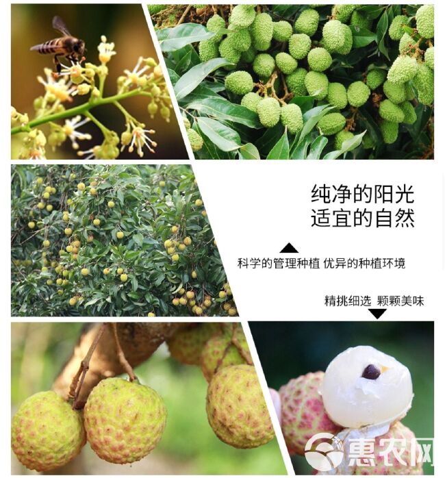 广东荔枝观音绿荔果送礼佳品，肉多饱满多汁，清甜可口