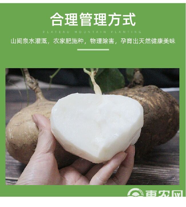 凉薯现挖新鲜蔬菜水果农家自种白地瓜豆薯番薯5/9斤